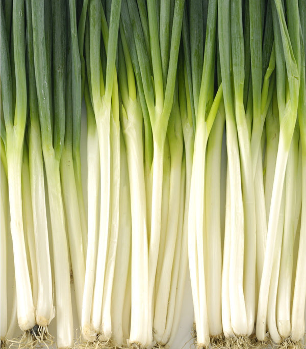 Bunching Onion Tokyo